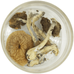 African Cubensis (Panaeolus africanus) | Magic Mushrooms Hamilton Canada