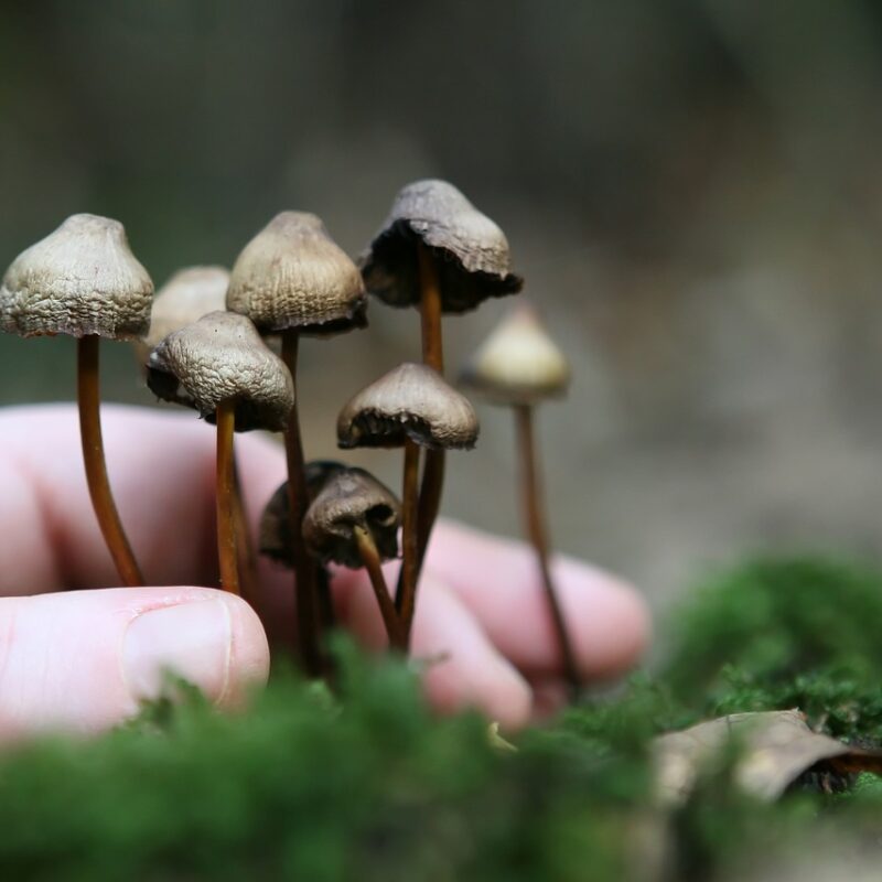 Guide to Magic Mushrooms | Magic Mushrooms Hamilton Canada