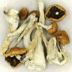 Creeper | Magic Mushrooms Hamilton Canada