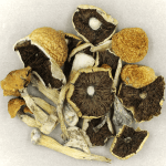 Penis Envy Cubensis | Magic Mushrooms Hamilton Canada