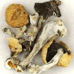 Thai Elephant | Magic Mushrooms Hamilton Canada