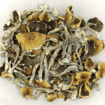 Daddy Long Legs | Magic Mushrooms Hamilton Canada
