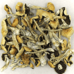 Puerto Rican | Magic Mushrooms Hamilton Canada