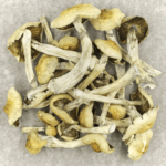 Blue Magnolia Rust | Magic Mushrooms Hamilton Canada