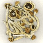 Texas Yellow Cap | Magic Mushrooms Hamilton Canada