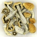 Vietnamese | Magic Mushrooms Hamilton Canada