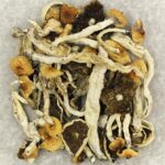 Cuban | Magic Mushrooms Hamilton Canada