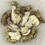 White Burma | Magic Mushrooms Hamilton Canada
