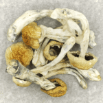 Chitwan Nepal | Magic Mushrooms Hamilton Canada