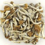 Florida White | Magic Mushrooms Hamilton Canada
