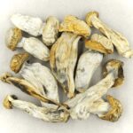 Melmac | Magic Mushrooms Hamilton Canada