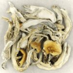 Treasure Coast | Magic Mushrooms Hamilton Canada