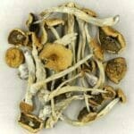 Mexicana | Magic Mushrooms Hamilton Canada