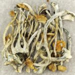 Amazonian Cubensis | Magic Mushrooms Hamilton Canada