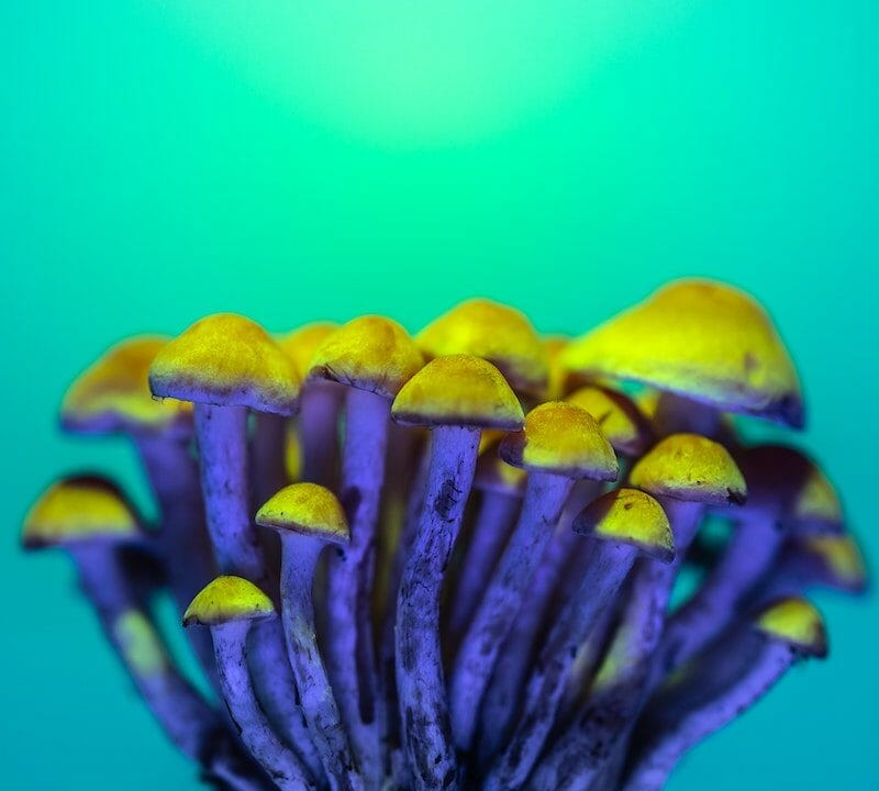 LSD Edibles | Magic Mushrooms Hamilton Canada