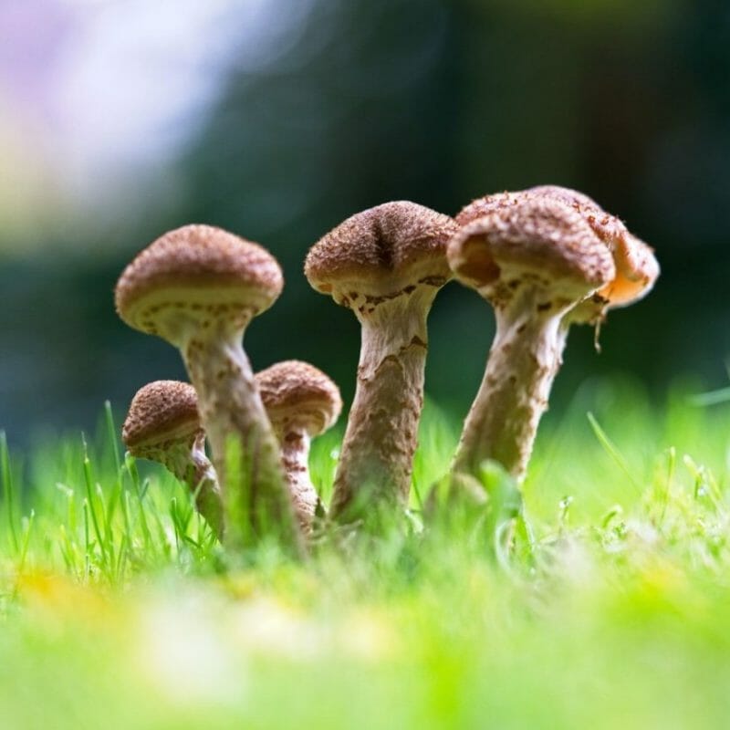Mushroom Dispensary | Magic Mushrooms Hamilton Canada