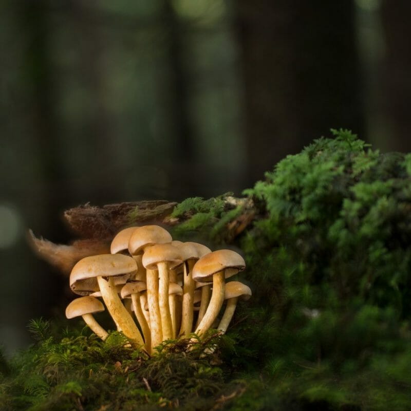 Strongest Mushroom Strains | Magic Mushrooms Hamilton Canada