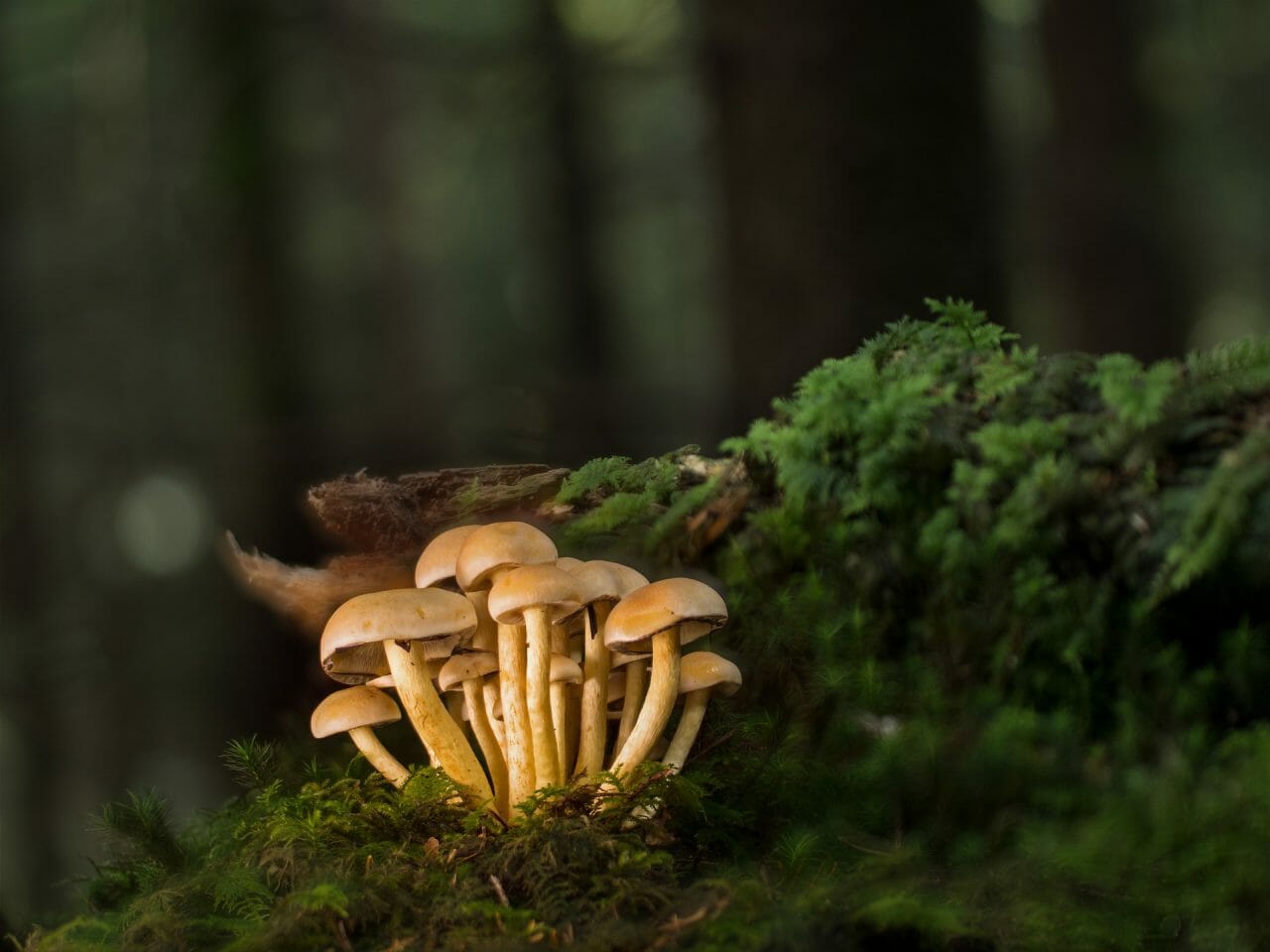 The Most Potent Magic Mushrooms Ranked in Order of Strength
