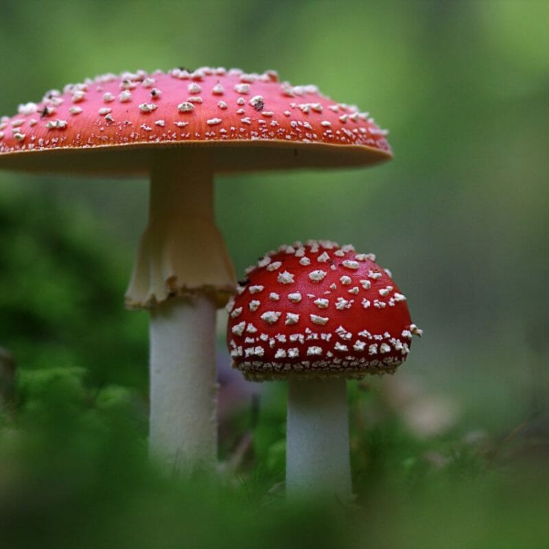 Magic Mushrooms Canada | Magic Mushrooms Hamilton Canada