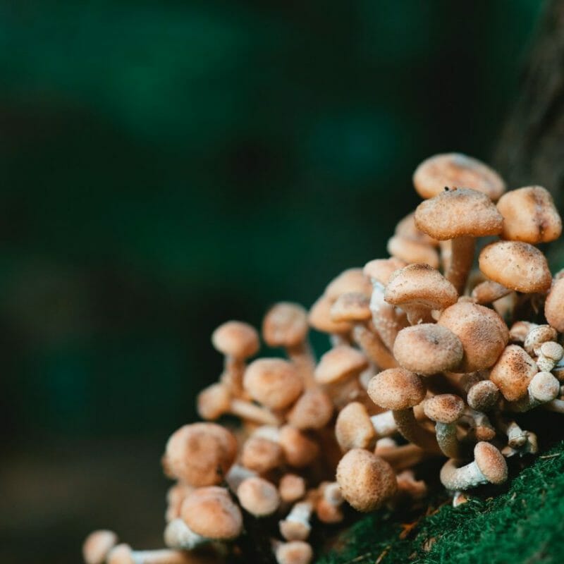Mushroom Dispensary - Zoomies | Magic Mushrooms Hamilton Canada