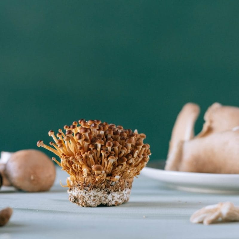 Buy Magic Mushroom | Magic Mushrooms Hamilton Canada