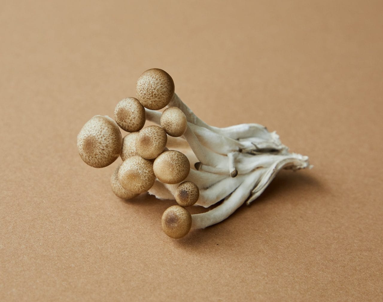 Delving Deeper: An Examination of the Potent Mushroom Strain, Penis Envy