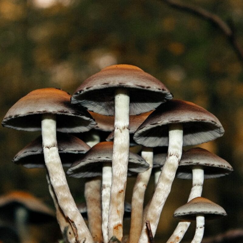 Microdose Mushrooms | Magic Mushrooms Hamilton Canada