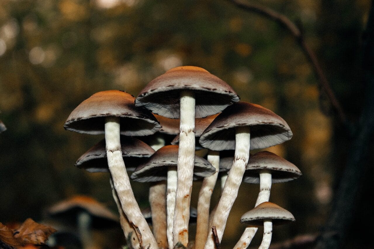 A Collection of Cases on Microdosing Mushrooms for Long-Term Pain Alleviation