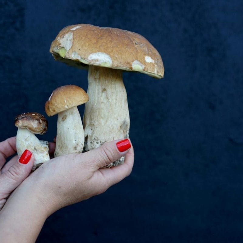 Shrooms Online | Magic Mushrooms Hamilton Canada