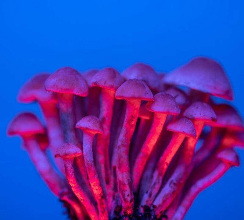 Shrooms Delivery in Canada | Magic Mushrooms Hamilton Canada