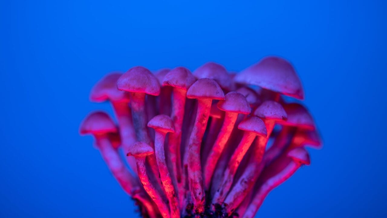 Delivery of Shrooms for Enhancing Cognition: An Exploration of the Advantages of Nootropics
