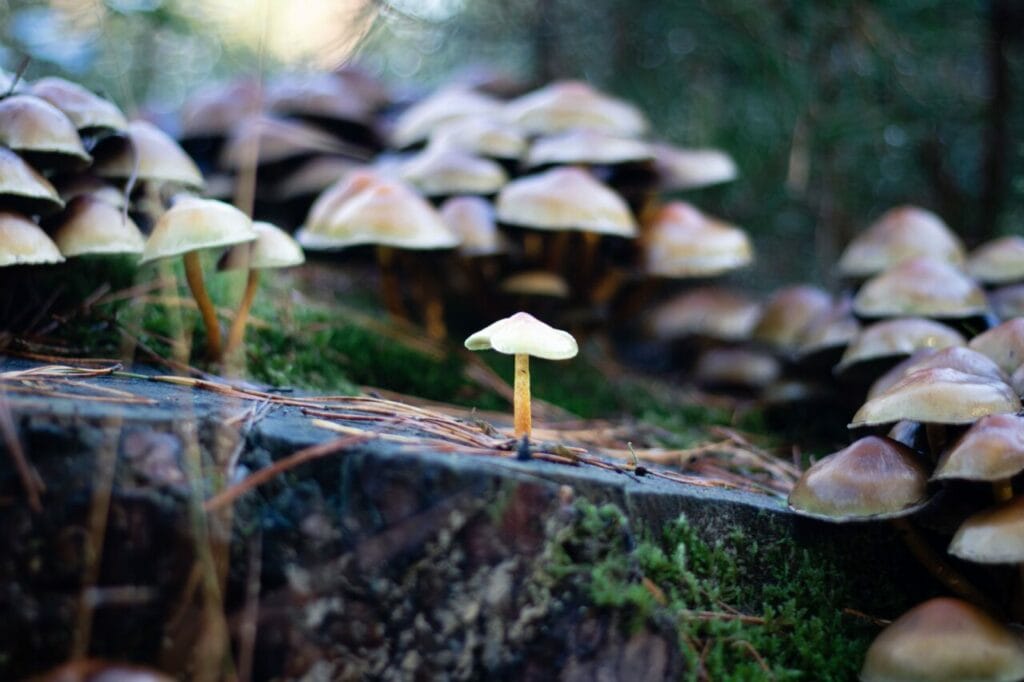 Shroom Delivery at Magic Mushrooms Hamilton Canada