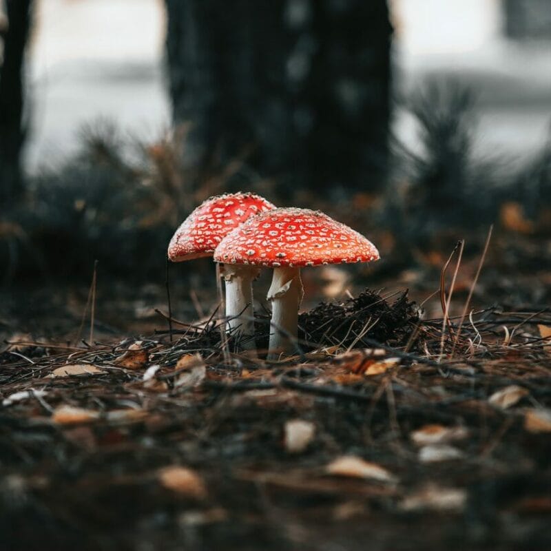 Shroom online delivery at Zoomies Canada | Magic Mushrooms Hamilton Canada
