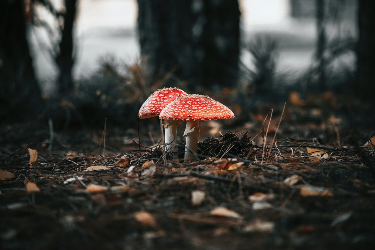 The Evolution of Psilocybin: Manufacturing, Studies, and Future Direction