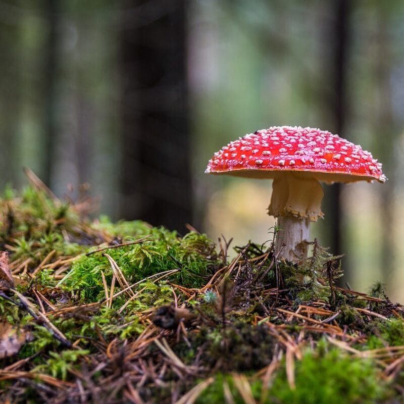 Shrooms Online in Canada | Magic Mushrooms Hamilton Canada