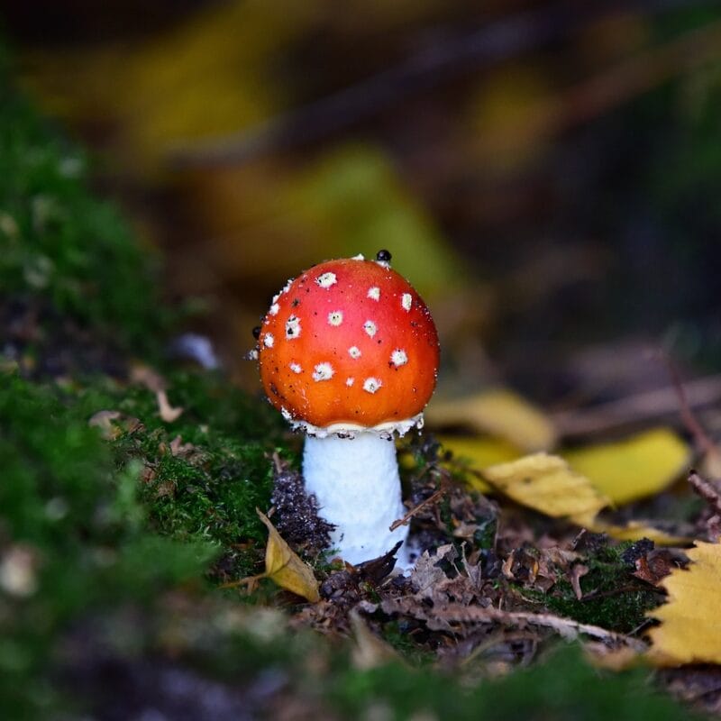 buy LSD online in Canada | Magic Mushrooms Hamilton Canada