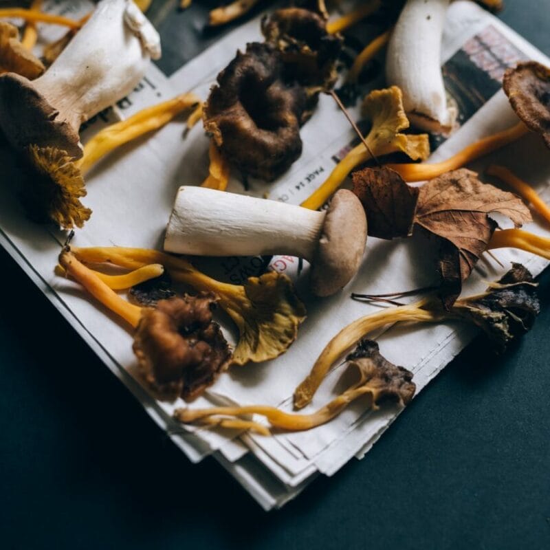 Mushroom chocolate at Zoomies Canada | Magic Mushrooms Hamilton Canada