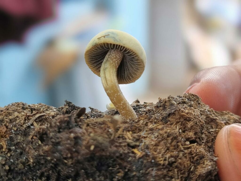 Athletes Turn to Psychedelics for Healing After Life-Changing Injuries Magic Mushroom Dispensary