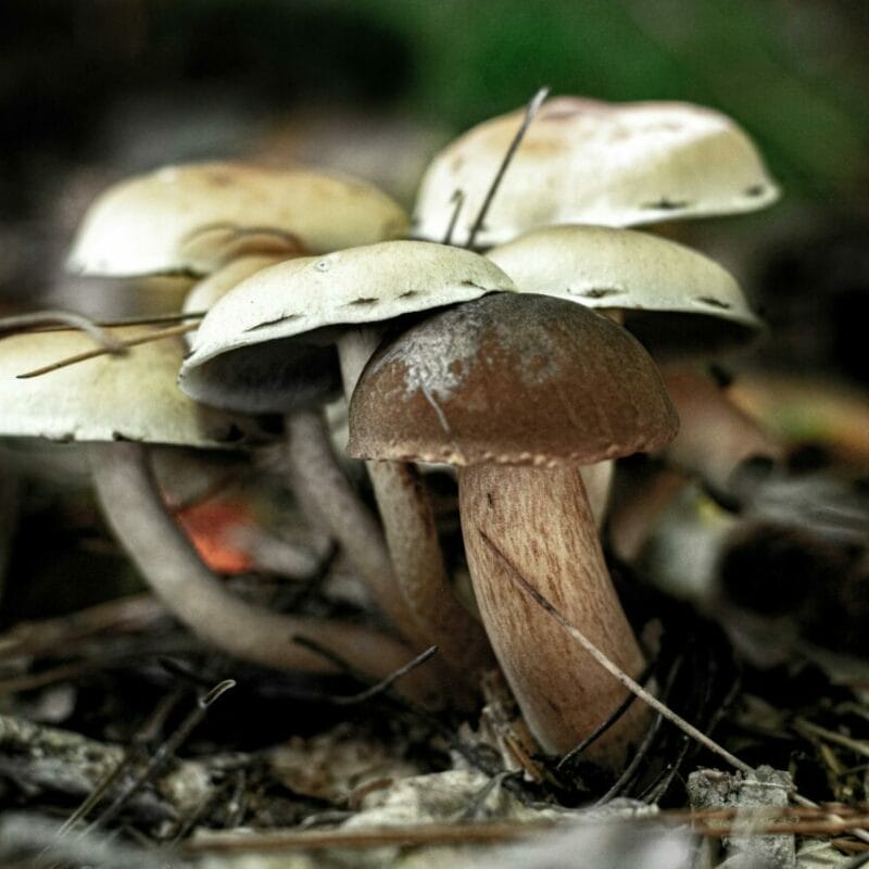 psilocybin mushroom | Magic Mushrooms Hamilton Canada