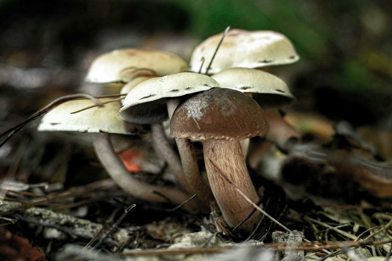 Brazilian versus Costa Rican Magic Mushrooms: Which is Superior?