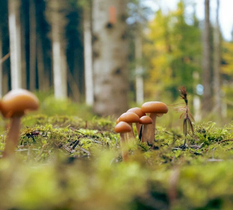 Magic Mushroom Dispensary | Magic Mushrooms Hamilton Canada