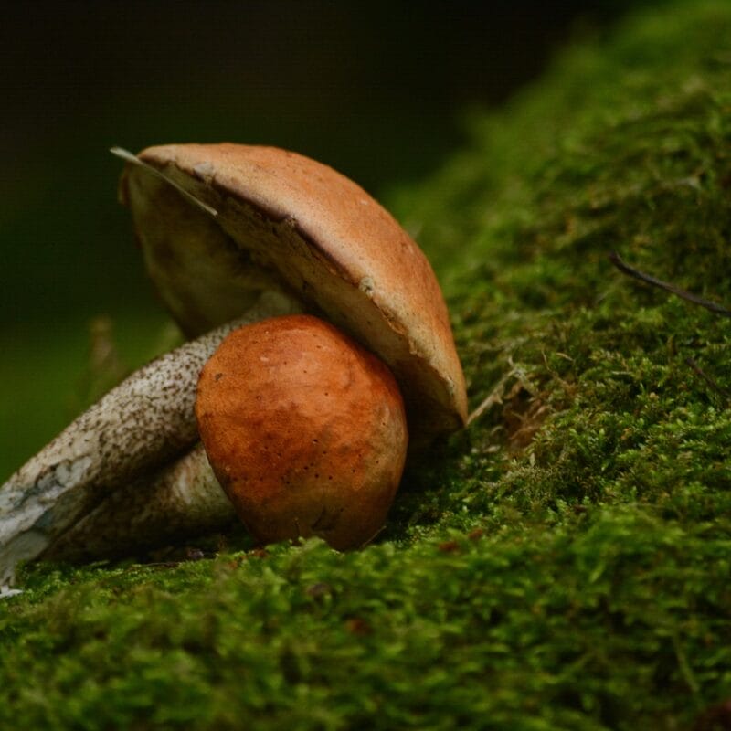 Mushroom Dispensary Vancouver | Magic Mushrooms Hamilton Canada