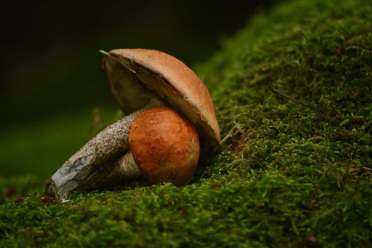 Vancouver Mushroom Dispensary: Five Fresh Shroom Strains You Should Experience
