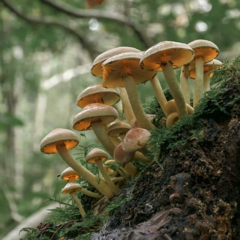 Shrooms online | Magic Mushrooms Hamilton Canada