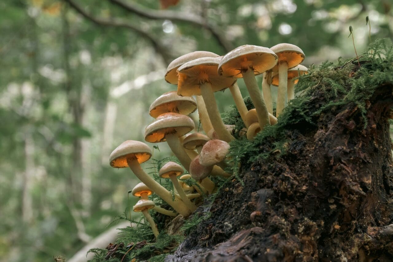 The Active Ingredient in Magic Mushrooms, Psilocybin, Enhances Sexual Performance and Pleasure