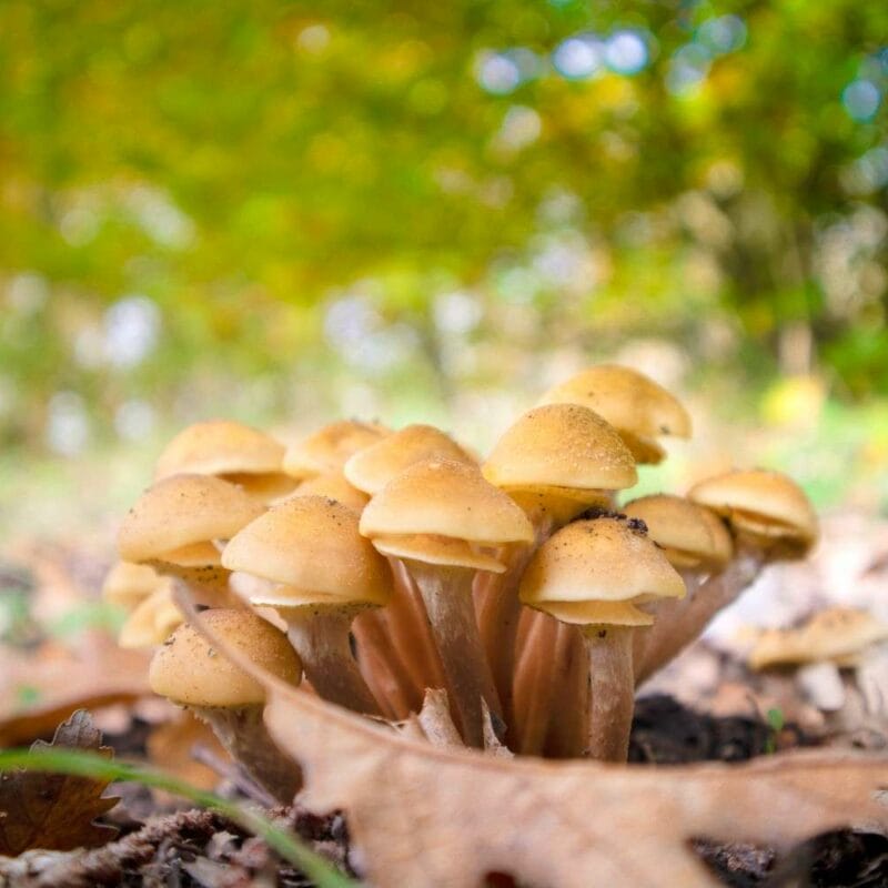 Shrooms Canada | Magic Mushrooms Hamilton Canada
