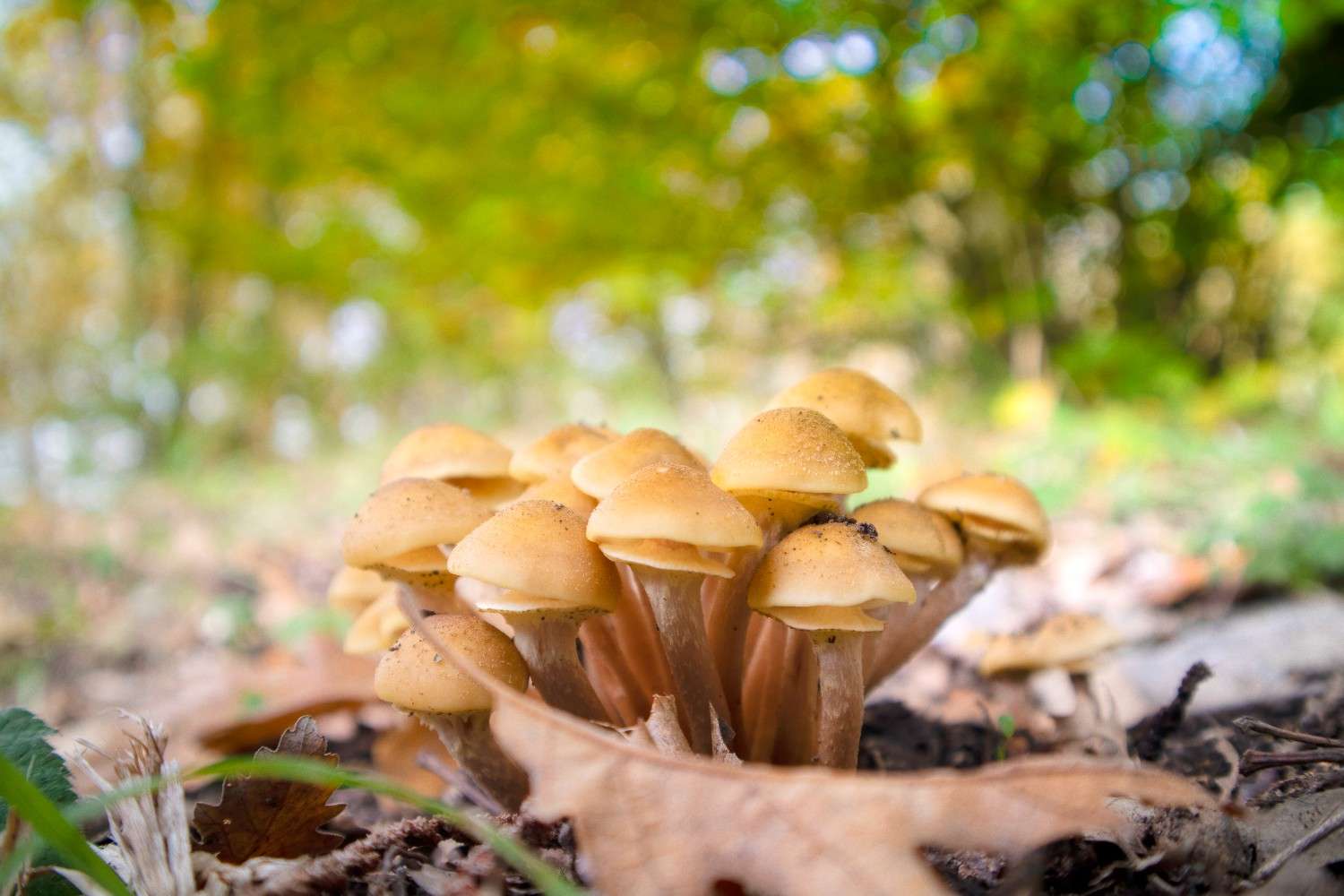 The Use of Psilocybin Mushrooms is Increasing Beyond Canada – The Global Phenomenon of Microdosing