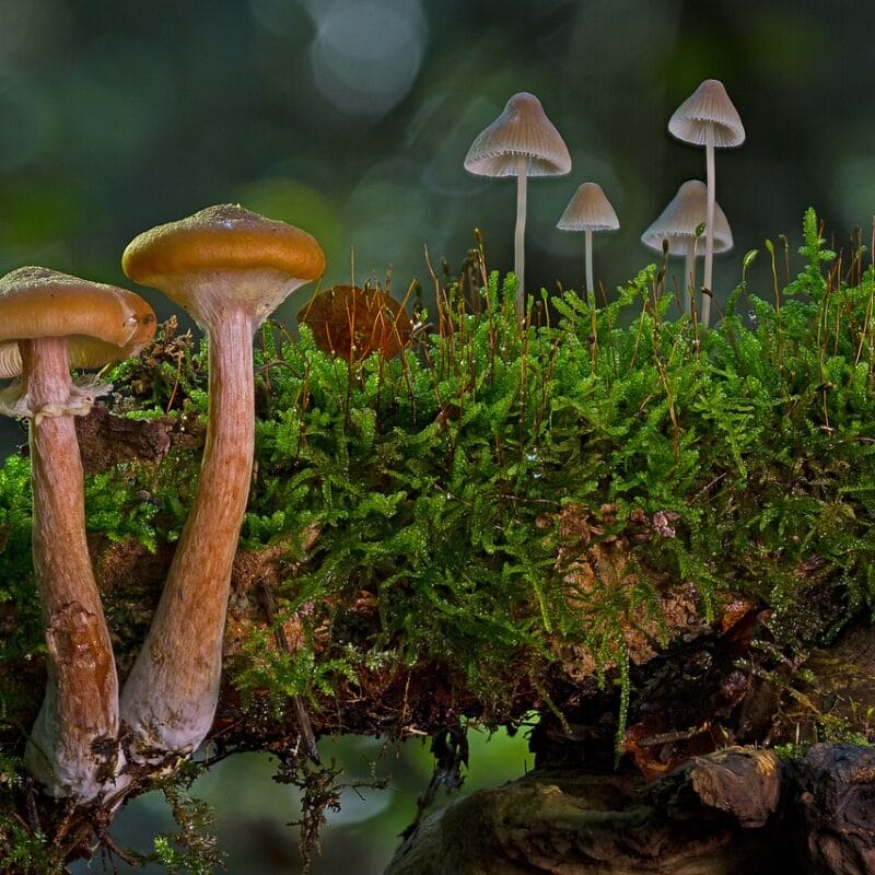 magic mushroom in Canada | Magic Mushrooms Hamilton Canada
