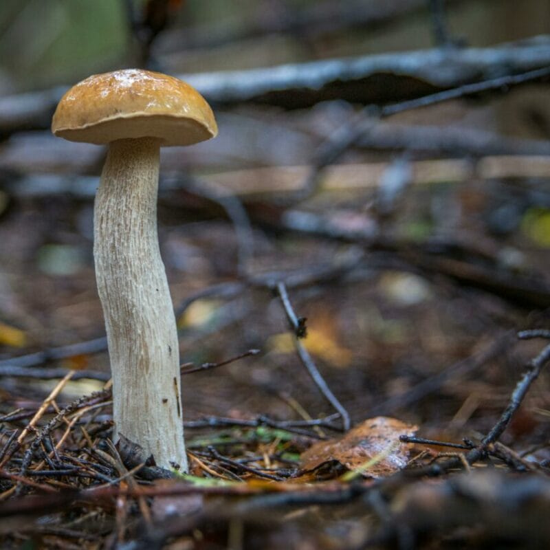 Shrooms online | Magic Mushrooms Hamilton Canada