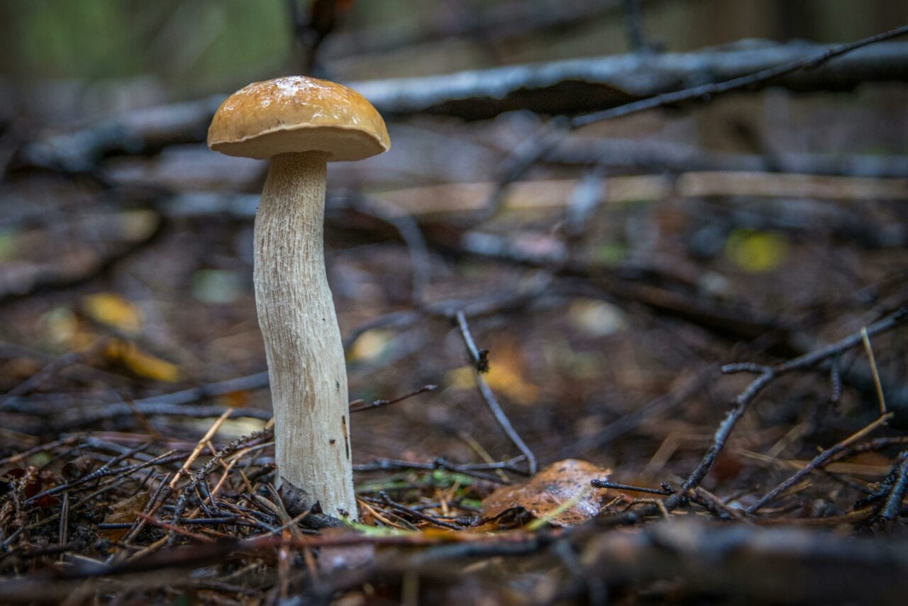 Recent Studies on Psychedelic Mushrooms Indicate Prolonged Brain Activity Disruption Could Enhance Mental Well-being